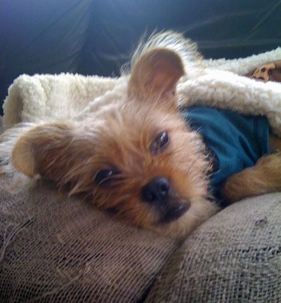 Close up head shot - A tan Papigriffon puppy is laying down on a tan couch wearing a blue shirt covered in a white blanket.